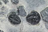 Bolaspidella & Elrathia Trilobite Cluster - Utah #105522-2